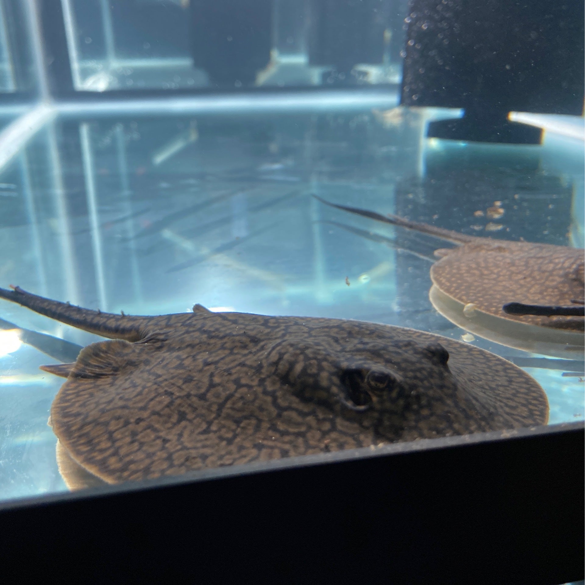 freshwater teacup stingray